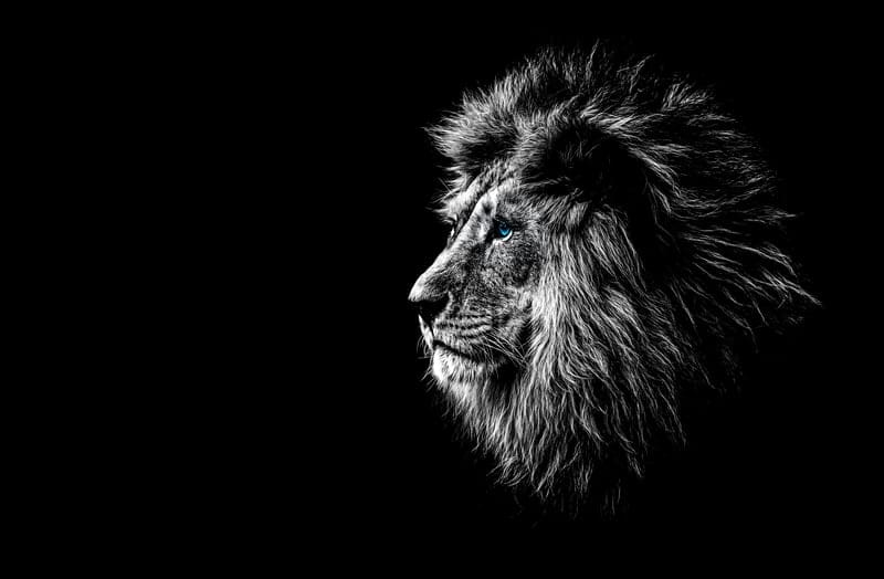 The Return Of The King