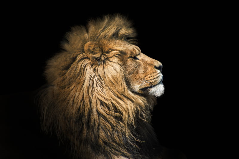 How To Build An Alpha Mindset